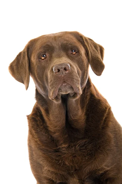 Ciocolata Labrador Retriever câine — Fotografie, imagine de stoc
