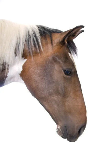 Head of a horse — Stock Photo, Image