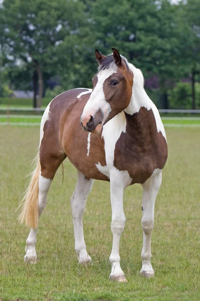 Лошадь в природе — стоковое фото