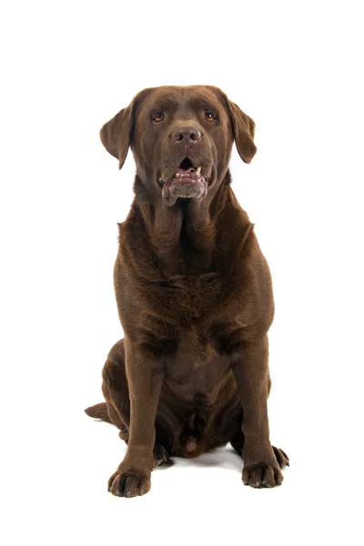Chocolate labrador retriever cão — Fotografia de Stock