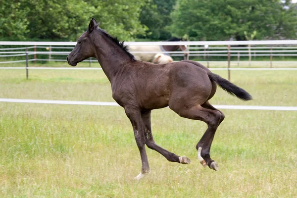 Foal runing — Stock Photo, Image