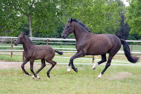 Vrouwelijk paard en een veulen runing — Stockfoto
