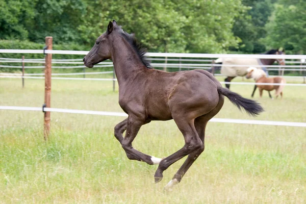 Foal runing — Stock Photo, Image