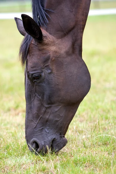 Hlava koně. — Stock fotografie