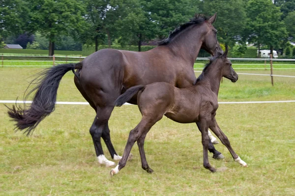 Kvinnlig häst och en föl runing — Stockfoto