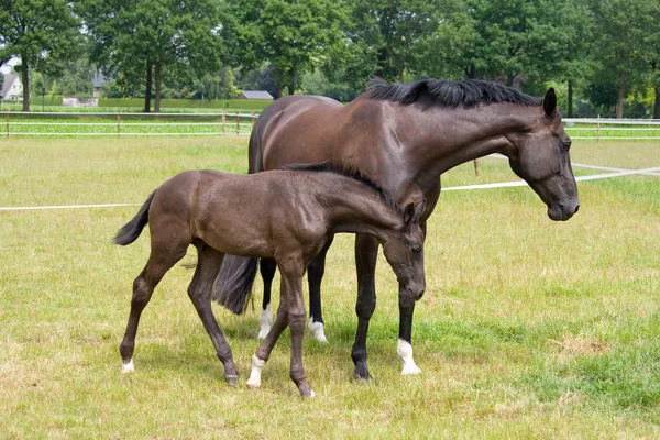 Una yegua y su bebé — Foto de Stock