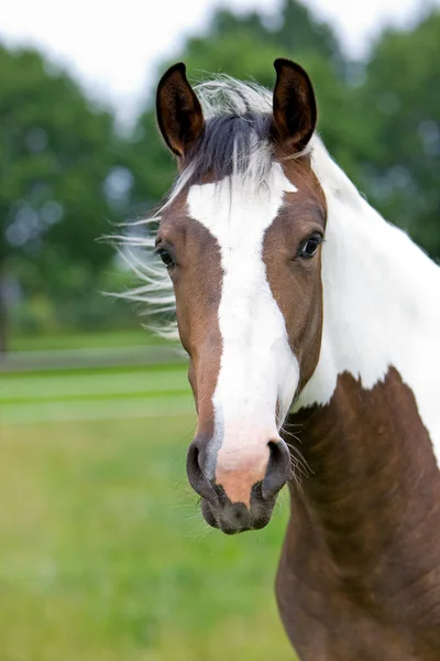 말의 머리 — 스톡 사진