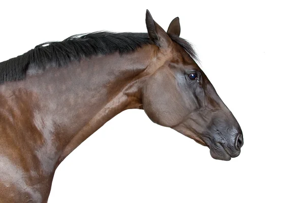 Huvud av en häst — Stockfoto