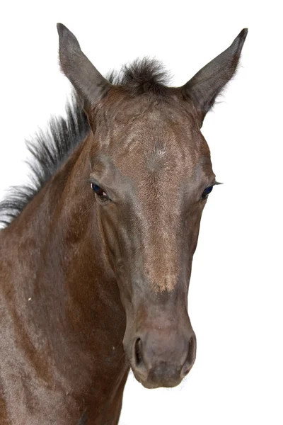 Kopf eines Pferdes — Stockfoto
