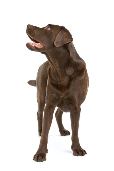 초콜렛 래브라도 리트리버 강아지 — 스톡 사진