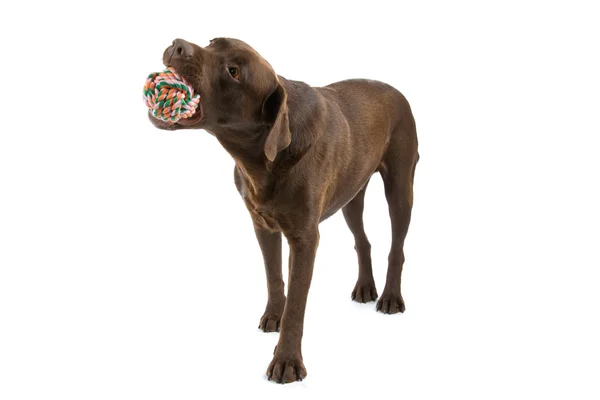 巧克力拉布拉多狗 — 图库照片