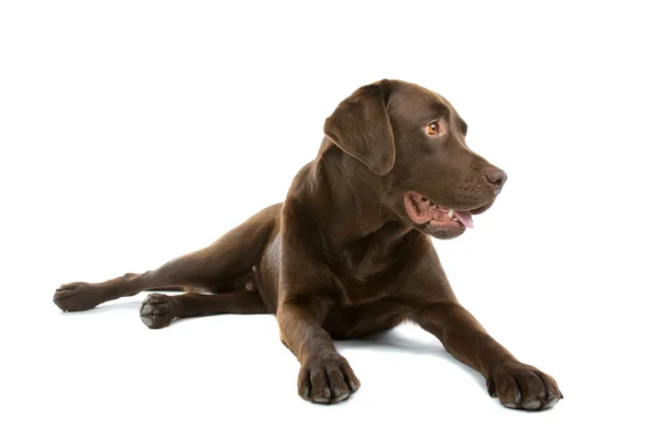 Csokoládé labrador Vizsla kutya — Stock Fotó
