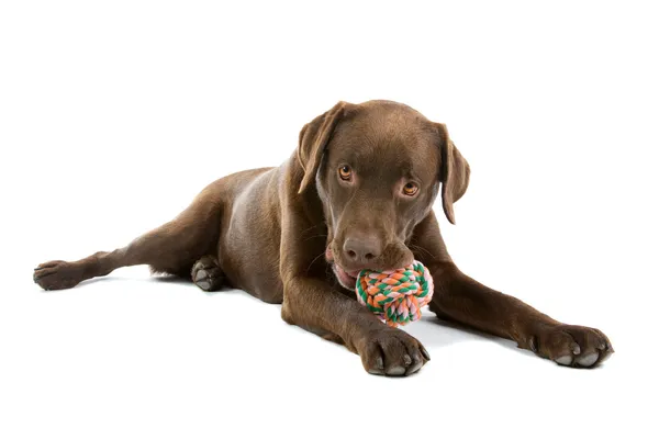 Čokoládový Labradorský retrívr pes — Stock fotografie