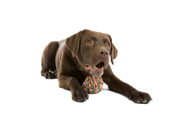 Cioccolato cane labrador retriever — Foto Stock