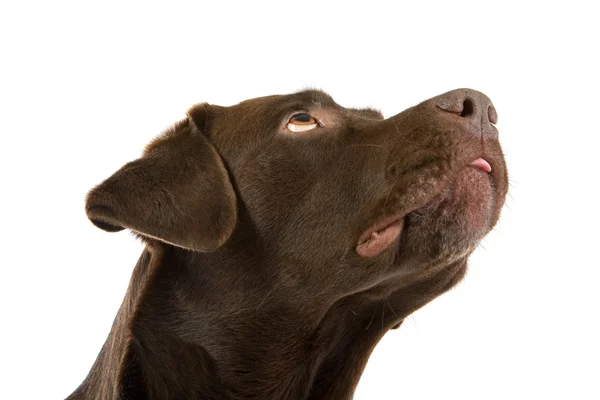 Шоколадний лабрадор ретриверний собака — стокове фото