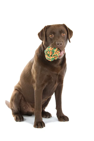 Chocolade labrador retriever hond — Stockfoto