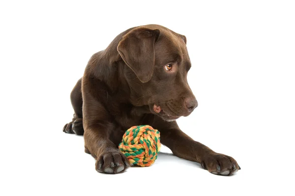 Perro labrador retriever chocolate —  Fotos de Stock