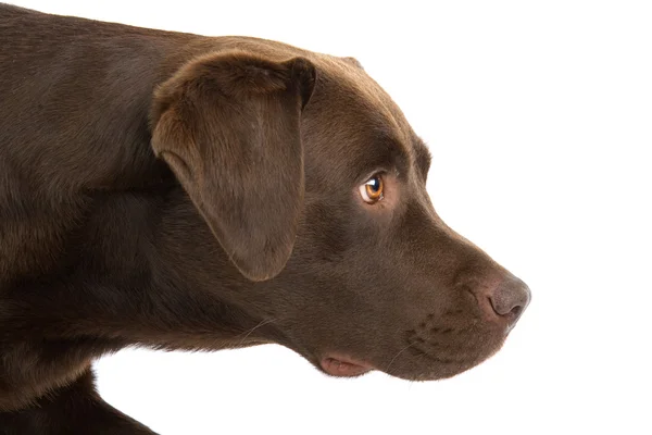ช็อคโกแลตลาบราดอร์รีทรีฟเวอร์สุนัข — ภาพถ่ายสต็อก