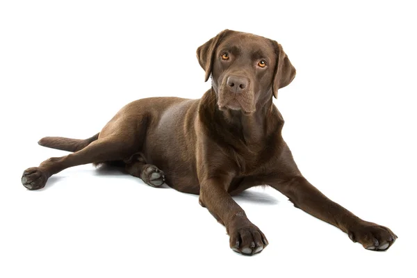 Perro labrador retriever chocolate —  Fotos de Stock