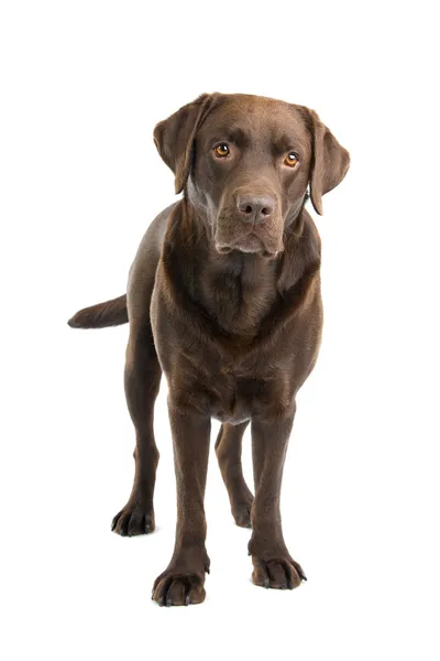 Chocolate labrador retriever dog — Stock Photo, Image