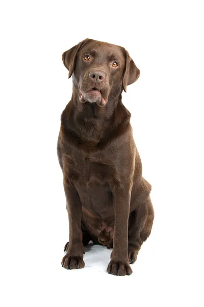 Choklad labrador retriever hund — Stockfoto