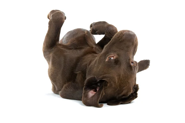Chocolate labrador retriever cão — Fotografia de Stock