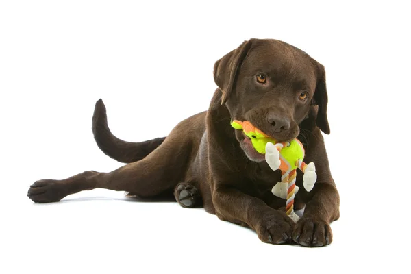 Čokoládový Labradorský retrívr pes — Stock fotografie