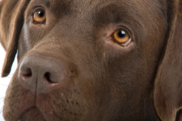 Chocolat labrador retriever chien — Photo