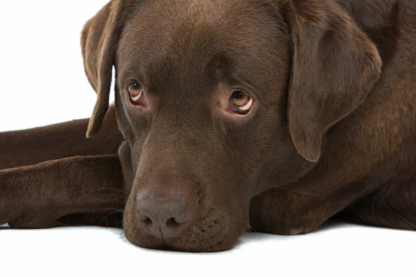 Chocolate labrador retriever dog — Stok Foto