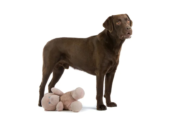 チョコレート ラブラドル ・ レトリーバー犬 — ストック写真