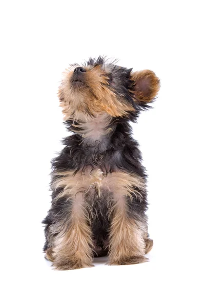 Yorkshire terrier valp — Stockfoto