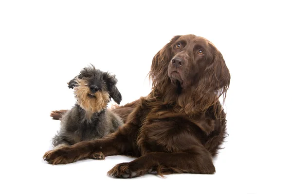 Wire haired dachshundand brun setter — Stockfoto