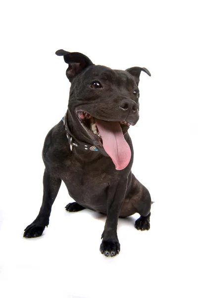 Staffordshire Bull Terrier — Stock Photo, Image
