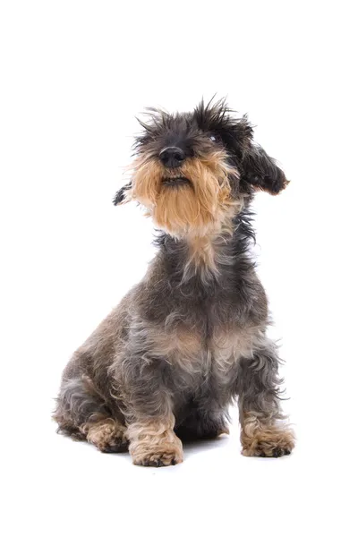 Tel saçlı dachshund köpek — Stok fotoğraf
