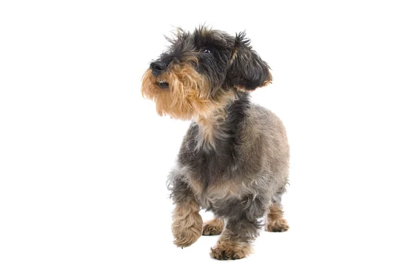 ワイヤ髪のダックスフント犬 — ストック写真