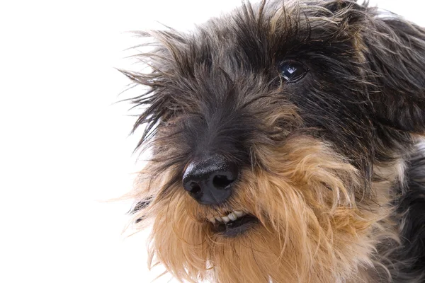 stock image Wire haired dachshund dog