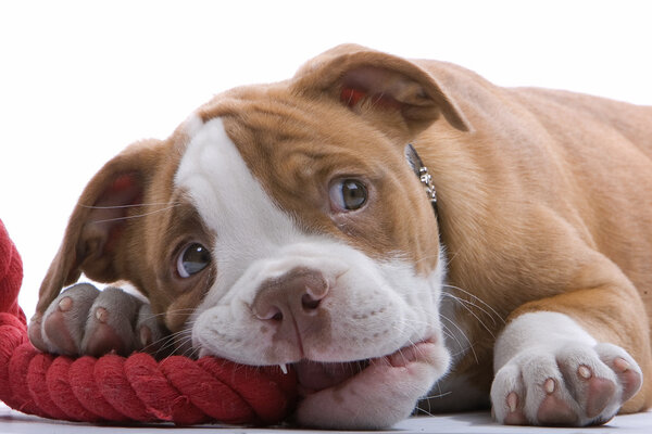 Puppy boxer Stock Image