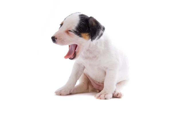 Jack russell terrier pupy Stock Image