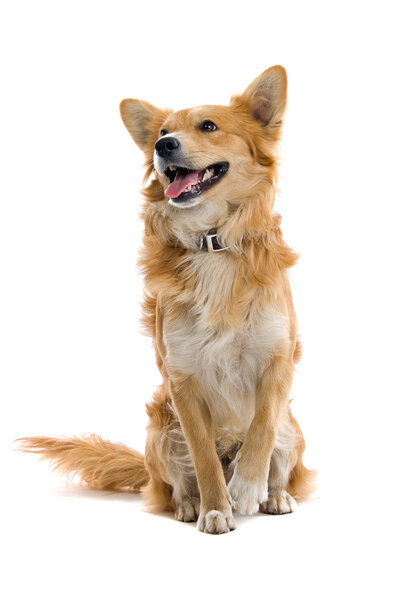 Mixed breed dog Stock Image