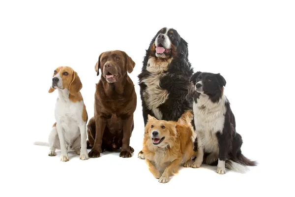 Groupe de chiens Photos De Stock Libres De Droits