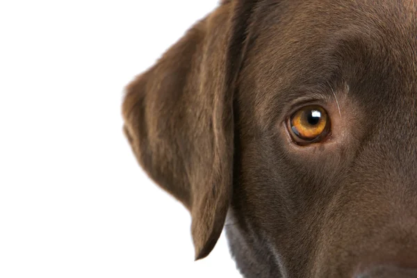 Chocolat labrador retriever chien Image En Vente