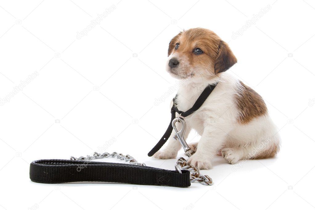 jack-russell-terrier-pupy-stock-photo-eriklam-2583969