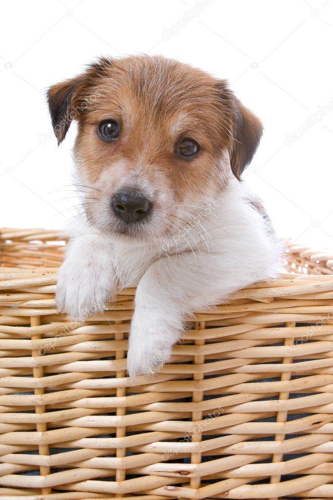 Jack russell terrier pupy