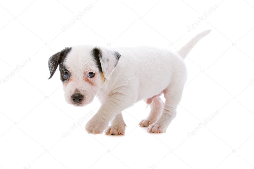 Jack Russell Terrier Pupy Stock Photo Eriklam 2584150