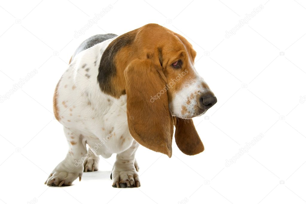 English basset dog (hound)
