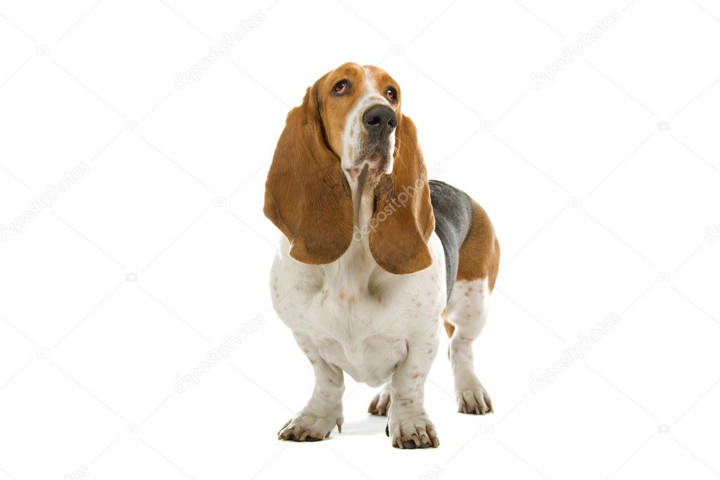 English basset dog (hound)