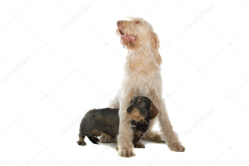 Spinone italiano and wire haired dachshu