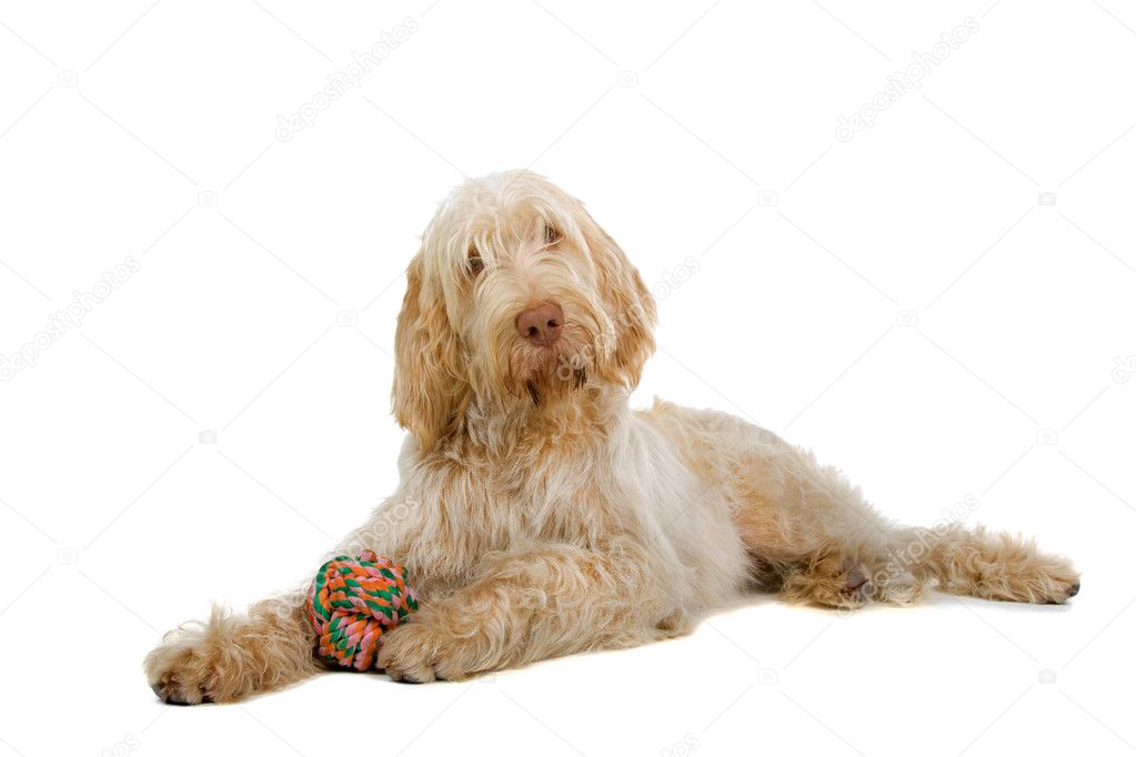 Spinone italiano, italian pointer dog