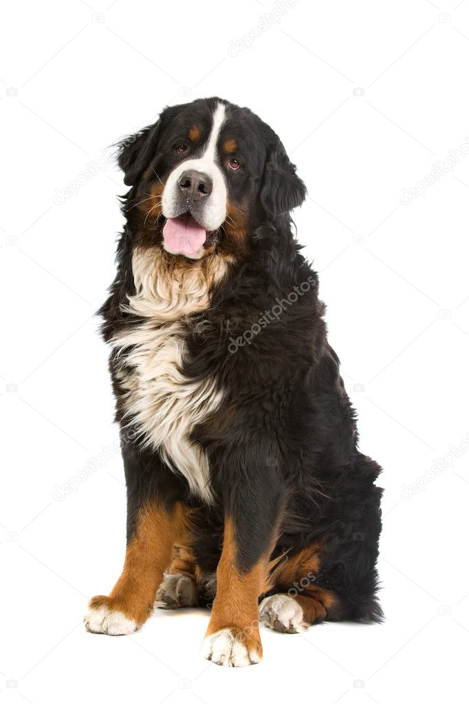 Bernese mountain dog (berner sennenhund) — Stock Photo © eriklam