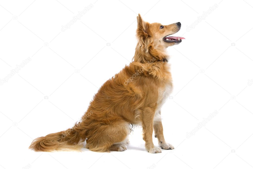 Mixed breed dog